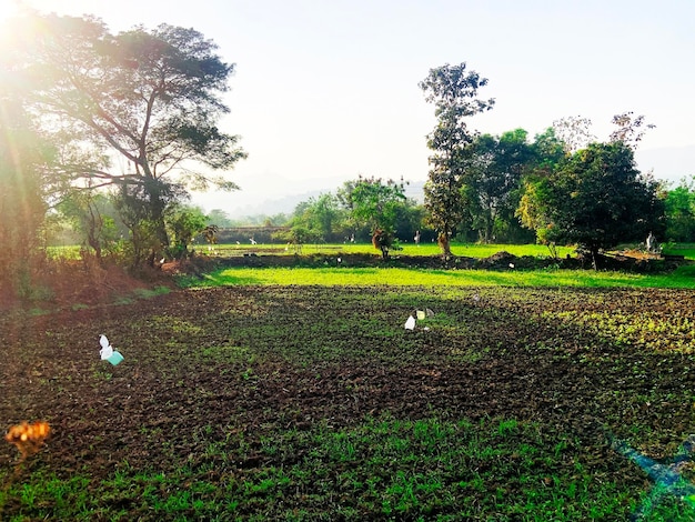 sfondo della natura con campo verde