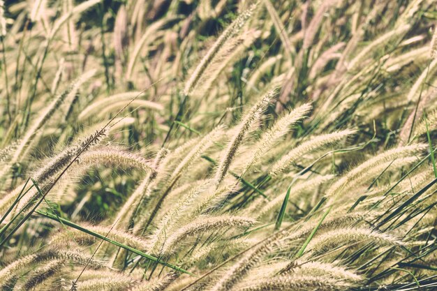 Sfondo della natura con erba