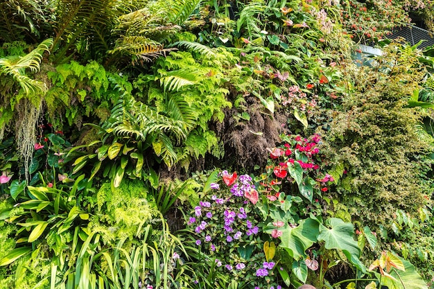 Sfondo della natura con foglia verde tropicale