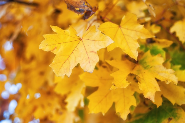 Sfondo della natura con foglie di autunno