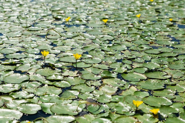 Sfondo della natura con foglie verdi e fiori gialli di ninfee sulla superficie dell'acqua del fiume Irtysh nella regione di Omsk, Russia. Bella struttura naturale all'esterno sulla superficie dell'acqua.