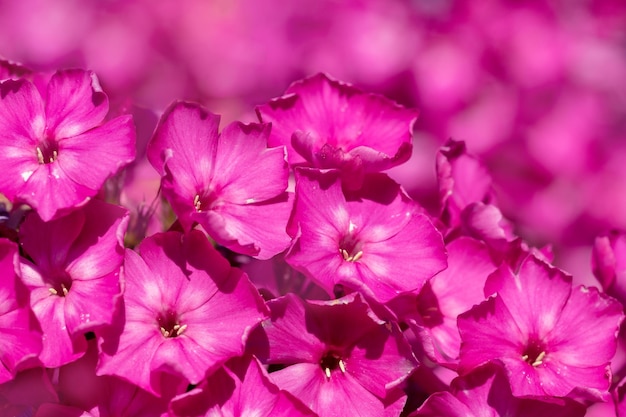 Sfondo della natura del fiore rosa phlox in fiore