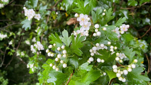 Sfondo della natura del piccolo fiore