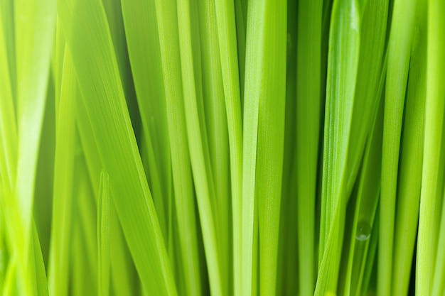 Sfondo della natura di erba verde