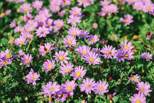 Sfondo della natura di un bellissimo campo di fiori in fiore rosa o viola