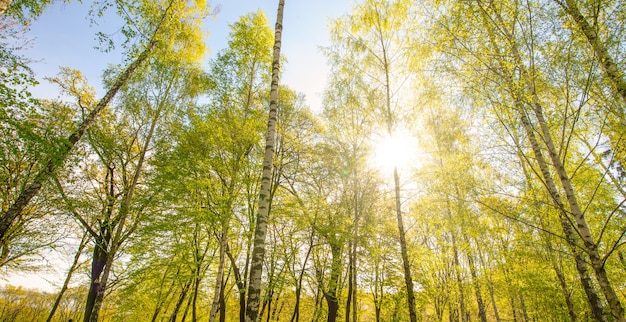 Sfondo della natura, foresta