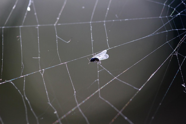 Sfondo della natura Mosca catturata nella ragnatela