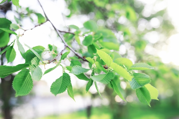 Sfondo della natura primaverile Alberi verdi ed erbe in una soleggiata mattina di primavera Paesaggio forestale