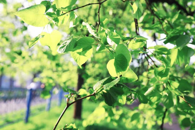 Sfondo della natura primaverile Alberi verdi ed erbe in una soleggiata mattina di primavera Paesaggio forestale