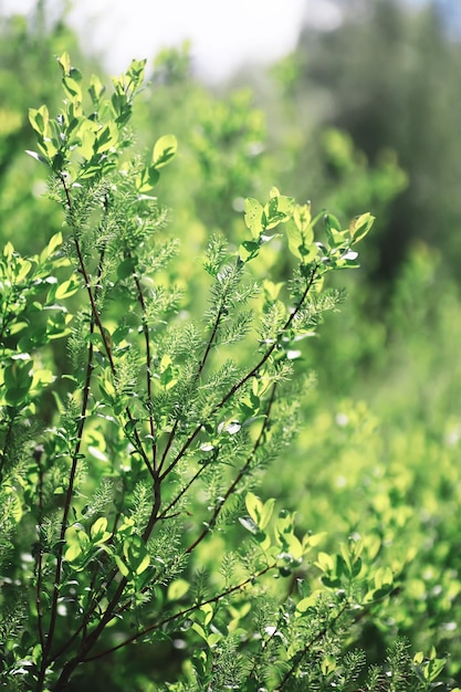 Sfondo della natura primaverile Alberi verdi ed erbe in una soleggiata mattina di primavera Paesaggio forestale