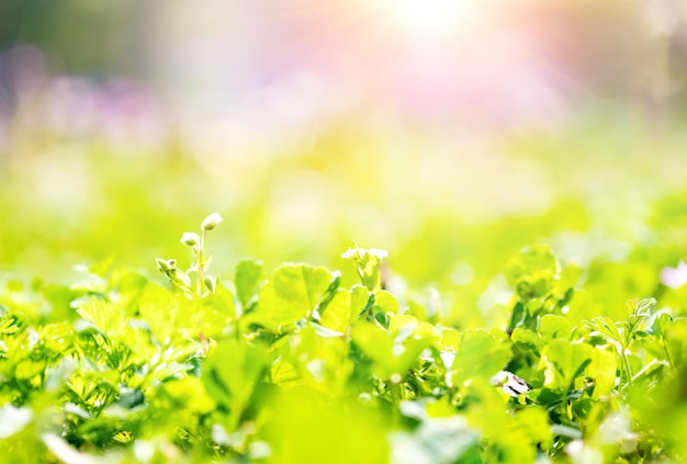 Sfondo della natura primaverile con erba verde e fiori in una giornata di sole