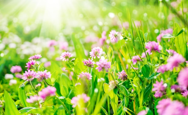 Sfondo della natura primaverile o estiva con fiori di campo e bokeh di erba verde