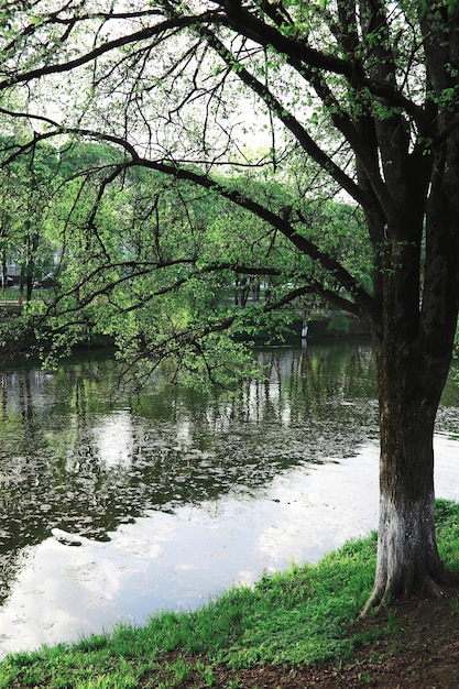 Sfondo della natura primaverile Paesaggio forestale Alberi verdi ed erba in una mattina di primavera