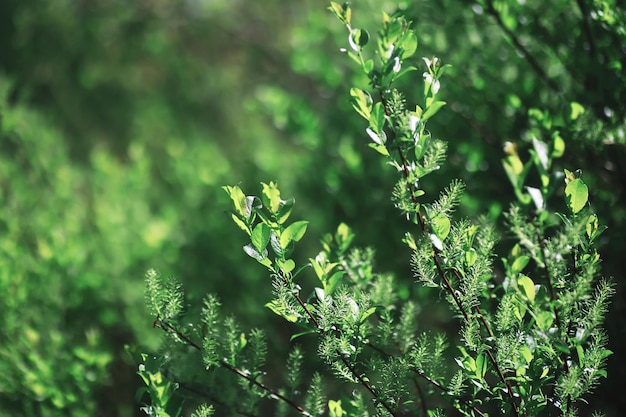 Sfondo della natura primaverile Paesaggio forestale Alberi verdi ed erba in una mattina di primavera