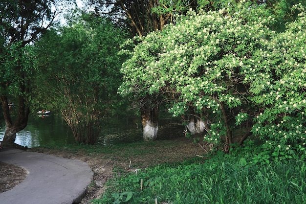 Sfondo della natura primaverile Paesaggio forestale Alberi verdi ed erba in una mattina di primavera