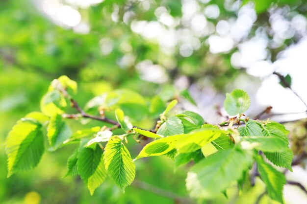 Sfondo della natura primaverile Verde di alberi ed erbe in una soleggiata mattina di primavera Paesaggio forestale