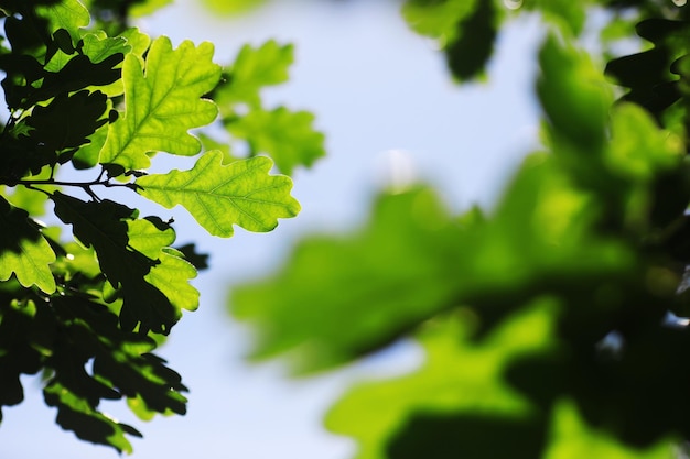 Sfondo della natura primaverile Verde di alberi ed erbe in una soleggiata mattina di primavera Paesaggio forestale