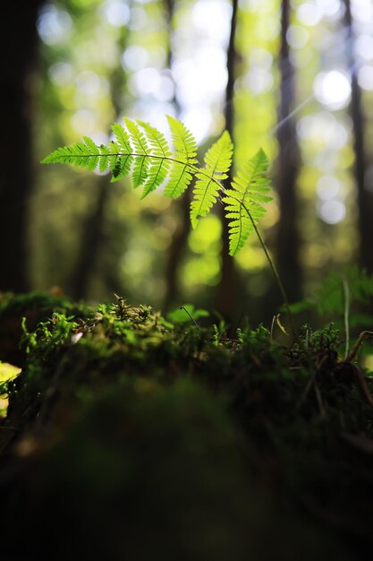 Sfondo della natura primaverile Verde di alberi ed erbe in una soleggiata mattina di primavera Paesaggio forestale