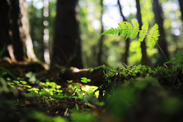 Sfondo della natura primaverile Verde di alberi ed erbe in una soleggiata mattina di primavera Paesaggio forestale