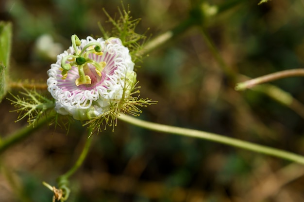 Sfondo della natura