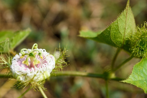 Sfondo della natura