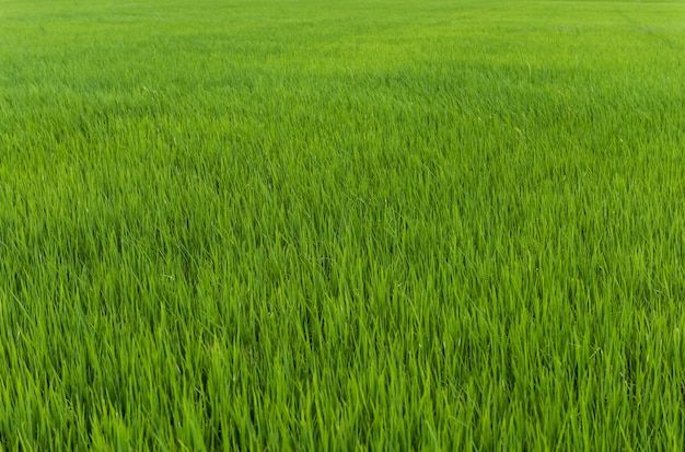 sfondo della pianta di riso nel campo di riso