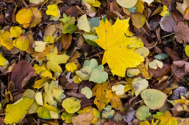 Sfondo delle foglie colorate autunnali