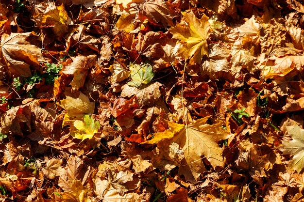 Sfondo delle foglie d'acero autunnali