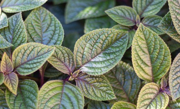 Sfondo delle foglie della pianta Plectranthus purpuratus, chiamata anche Dolar nero o pianta dei soldi.