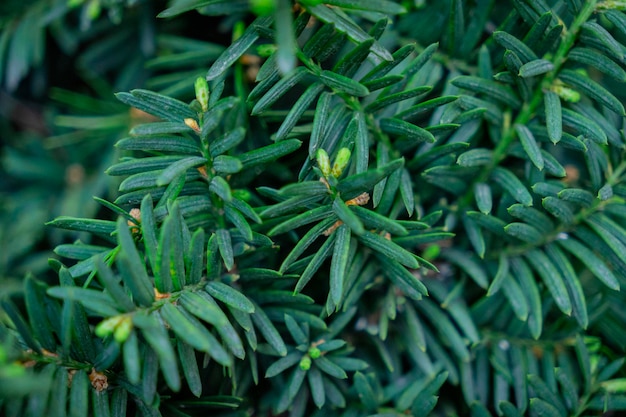 sfondo delle foglie di taxus cuspidata verde