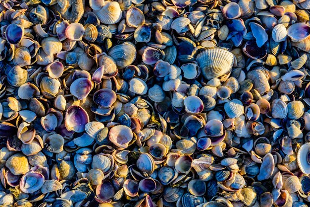 Sfondo delle molte conchiglie. motivo naturale