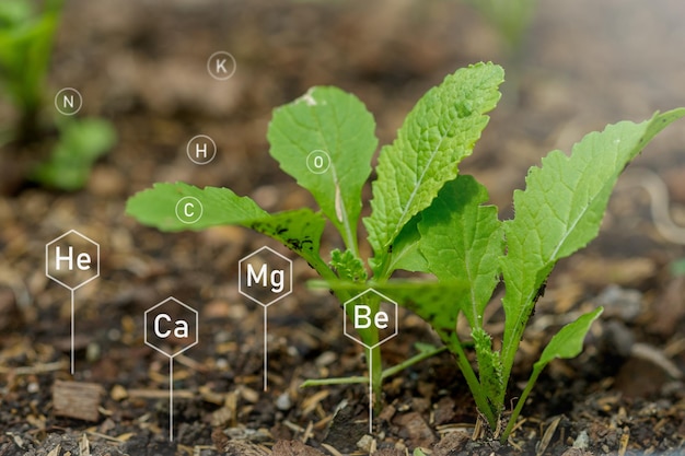 Sfondo delle piante con struttura biochimicaInterfaccia dello schermo virtuale intelligente su sfondo sfocato e delicato Energia sostenibile