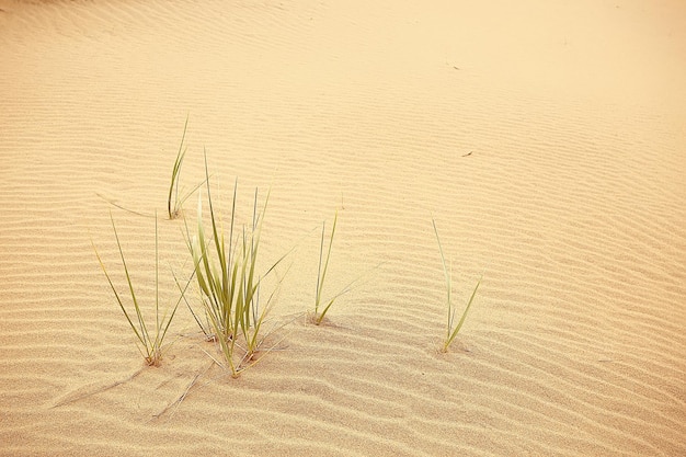 sfondo deserto di sabbia / astratto sfondo vuoto, texture sabbia del deserto, onde, dune di sabbia