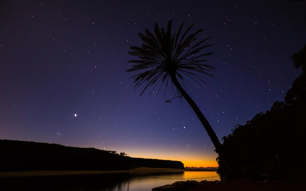 Sfondo di alberi di cocco sotto le stelle di notte