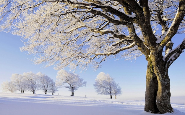 Sfondo di alberi dopo una forte nevicata al mattino