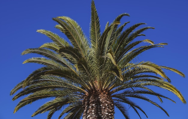 Sfondo di alberi tropicali Palme di cocco sul cielo blu Estate esotica natura sfondo foglie verdi paesaggio naturale Palme tropic design