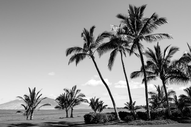 Sfondo di alberi tropicali Palme di cocco sul cielo blu Estate tropicale isola vacanza o modello di vacanza Palme modello esotico Palme isola paradiso carta da parati