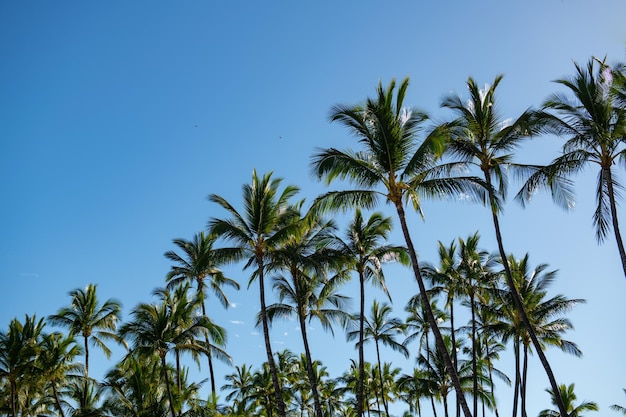 Sfondo di alberi tropicali Palme di cocco sul cielo blu Paesaggio di palme con paradiso tropicale soleggiato Vacanza o vacanza sull'isola tropicale estiva