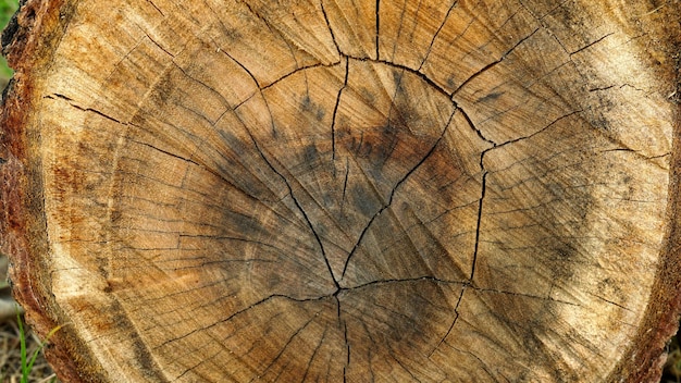 Sfondo di anelli di albero Struttura in legno di un albero tagliato