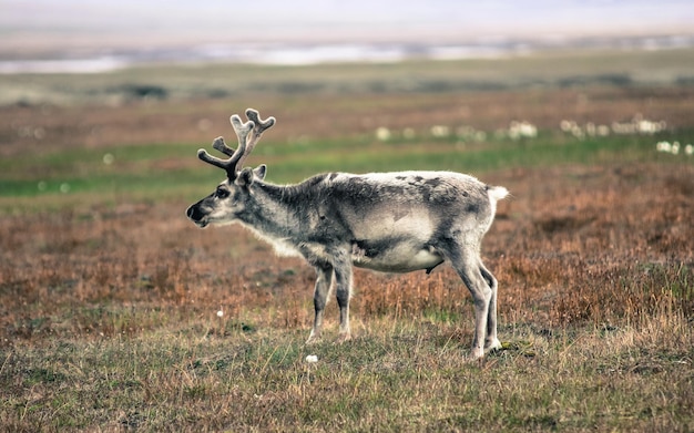 Sfondo di animali selvatici sui prati