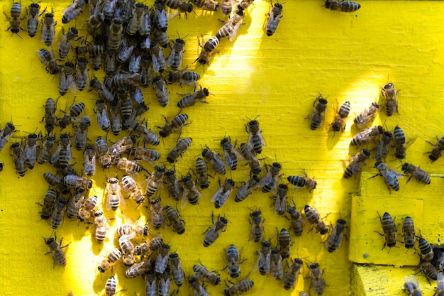 Sfondo di api su un alveare giallo