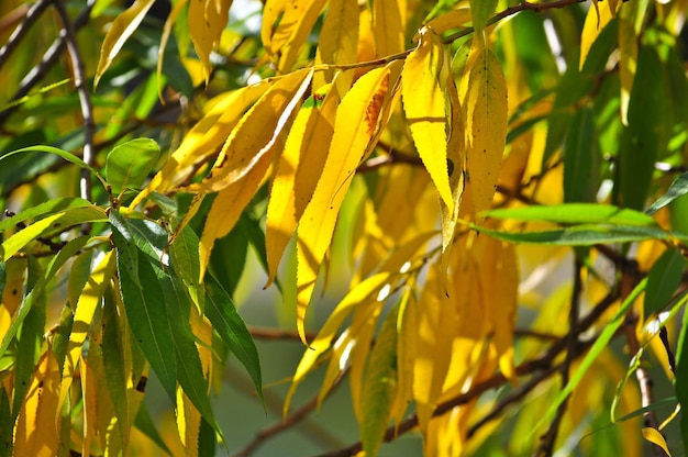 Sfondo di Autumn Leaves