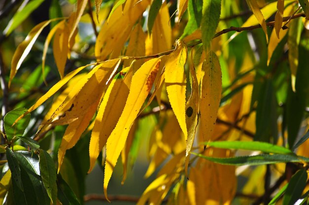 Sfondo di Autumn Leaves