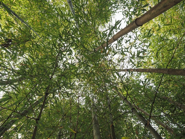 Sfondo di bambù albero Bambusoideae