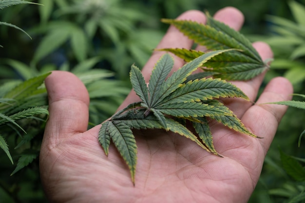 Sfondo di banner di cannabis in crescita Primo piano Foglie verdi di marijuana sullo scienziato dortor coltivazione indoor a mano Serra interna