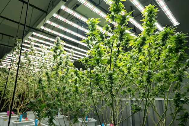 Sfondo di banner di cannabis in crescita Sistema operativo in crescita fattoria di cannabis per l'attività commerciale di marijuana