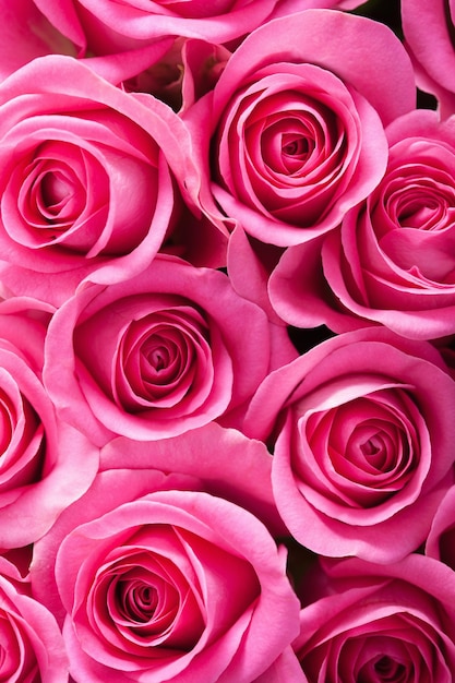 Sfondo di belle rose rosa