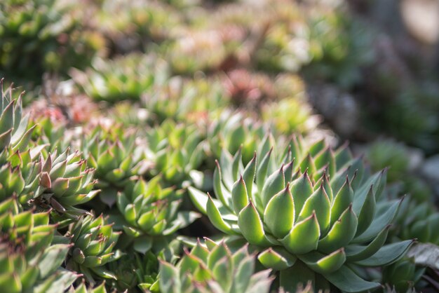 Sfondo di belle succulente verdi