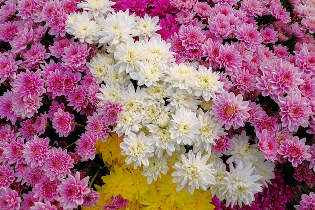 Sfondo di bellissimi crisantemi colorati in giardino