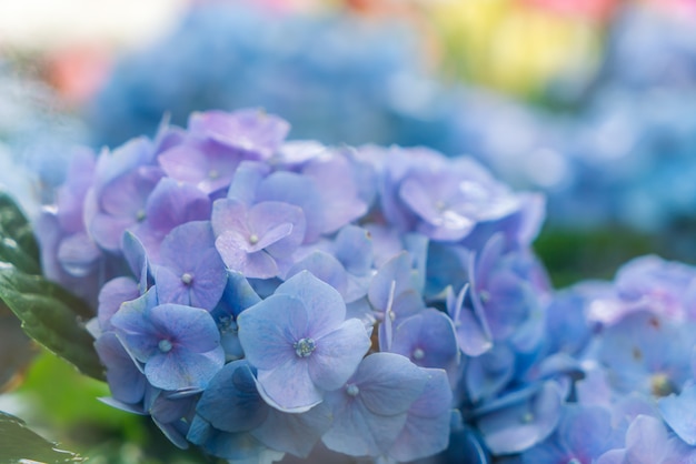 Sfondo di bellissimi fiori